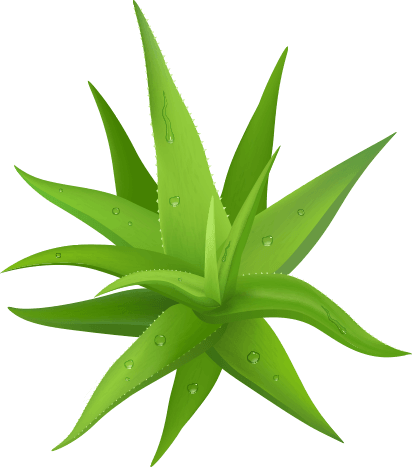 leaf_image_not_found